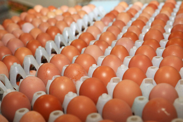 முட்டைகள் இறக்குமதி தொடர்பில் வெளியான தகவல | Information Released Regarding The Import Of Eggs