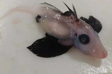 விஞ்ஞானிகள் கண்டுபிடித்த பேய் சுறா மீன்.! ட்விட்டரில் வைரல்