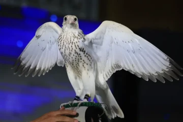 அமெரிக்க வெள்ளை பருந்துக்கு கொட்டிய பணமழை! சவுதியில் களைகட்டிய சர்வதேச பருந்துகள் ஏலம்