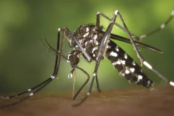 இலங்கையில் மின்னல் வேகத்தில் பரவும் டெங்கு