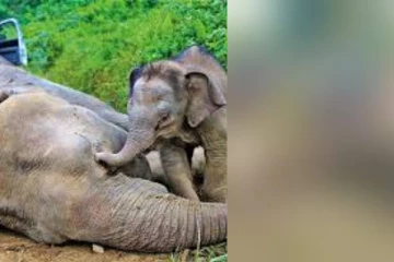 පොලිස් වෙඩි පහරින් මිය ගිය සද්දන්තයාගේ සංවේදි ඛේදවාචකය..