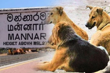 தமிழர் பகுதியில் திடீரென உயிரிழக்கும் நாய்கள் மற்றும் காகங்கள்; மக்கள் குழப்பம்!