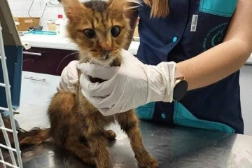 100 இறந்த பூனைகளுடன் வீட்டில் வாழ்ந்து வந்த நபர்