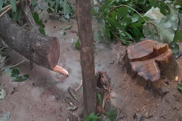 தழிழர் பகுதியில் இரண்டு தேக்கமரங்கள் சூட்சமாக திருட்டு! பொலிஸில் முறைப்பாடு