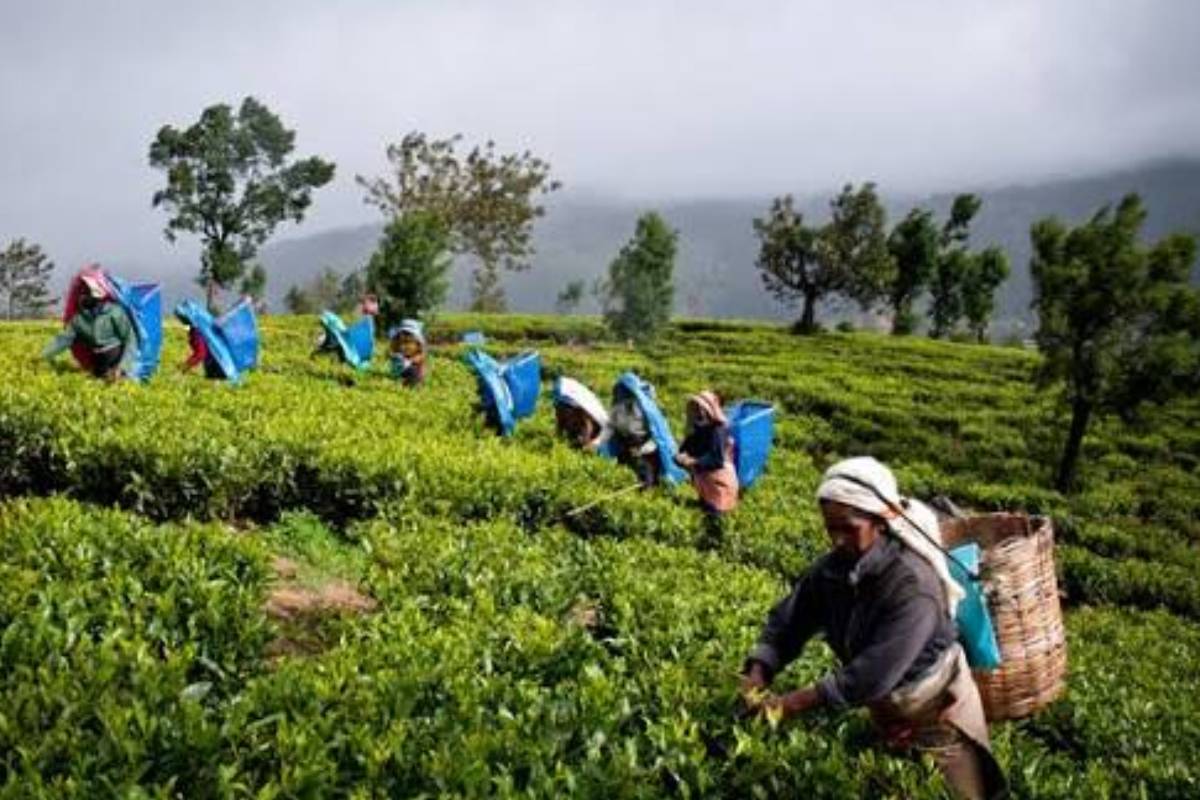 காணி உறுதிப்பத்திரம் வழங்குவதாக கூறி ஏமாற்றுகின்றதா அநுர அரசு..! ஜீவன் தொண்டமான் குற்றச்சாட்டு | Anura Government Provide To Fake Land Certificates