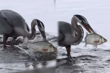 Viral Video: இப்படியொரு தத்ரூபமான மீன் வேட்டையை பார்த்ததுண்டா? மிரள வைக்கும் காட்சி