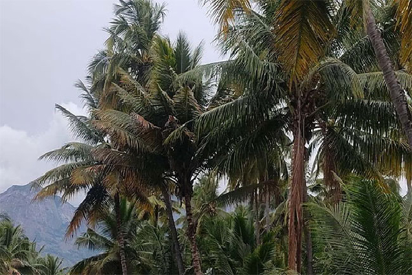 இலங்கையில் அழிக்கப்படவுள்ள 5000 தென்னை மரங்கள் | Cuts Down 5000 Coconut Trees In Matara