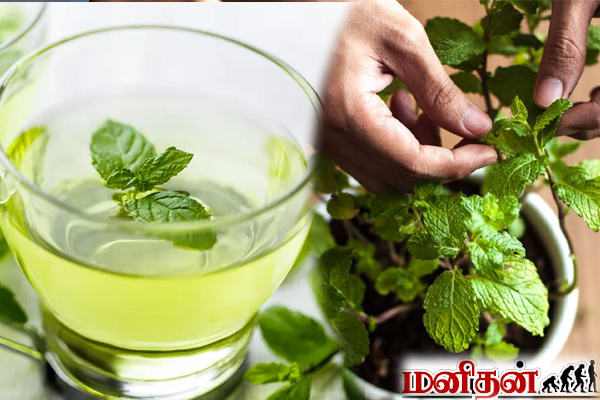யாரெல்லாம் புதினாவை சாப்பிடவே கூடாது... கட்டாயம் தெரிஞ்சிக்கோங்க | These People Avoid Mint Leaves What Reason யாரெல்லாம் புதினாவை சாப்பிடவே கூடாது... கட்டாயம் தெரிஞ்சிக்கோங்க | These People Avoid Mint Leaves What Reason