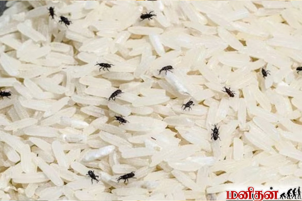 அரிசி, பருப்பில் வண்டுகள், பூச்சிகள் வரவே கூடாதா? இதை மட்டும் செய்தால் போதும் | How To Prodect Rice From Pests