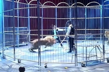 சர்க்கஸ் நிகழ்ச்சியின்போது கூடாரத்திலிருந்து வெளியேறிய சிங்கங்கள்: திகிலை ஏற்படுத்திய சம்பவம்