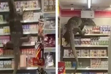 கடைக்குள் புகுந்த உடும்பு..அலறி ஓடிய பொதுமக்கள்