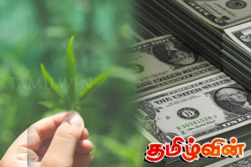 இலங்கையில் கஞ்சா பயிர் செய்கைக்கு அனுமதி