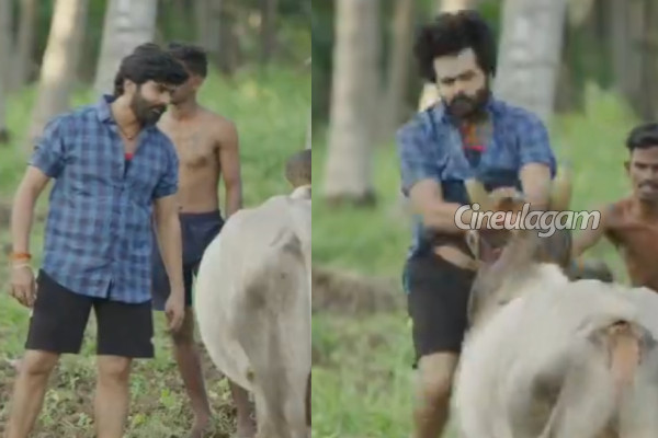 ஷூட்டிங்கில் பாய்ந்த காளை முட்டி காயமடைந்த நடிகர்.. வைரலாகும் வீடியோ | Bull Attacked Actor Ashok Kumar Injured