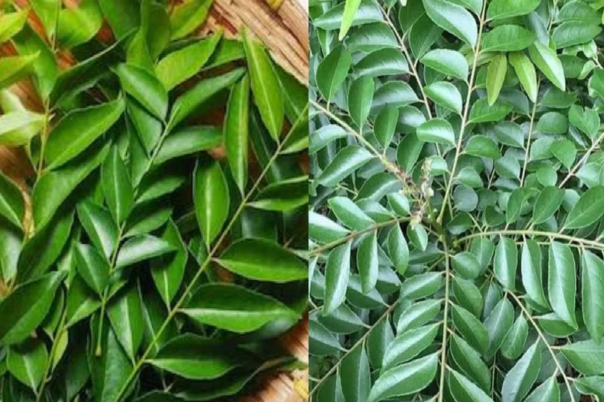 காலையில் வெறும் வயிற்றில் சாப்பிட வேண்டிய டாப் 15 உணவுகள் – மருத்துவர் கூறும் தகவல்! | What Are 15 Best Breakfast Foods