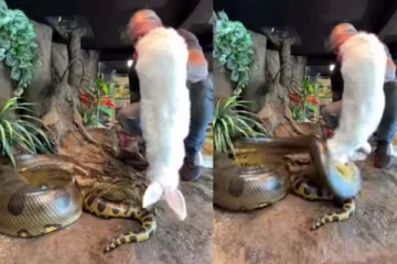 ராட்சத பாம்பிற்கு உணவாகிய முயலின் திக் திக் காட்சி