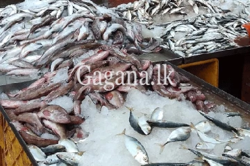 හදිසියේම මාළු මිල වෙනස් වෙයි.- නව මිල ගණන් මෙන්න.