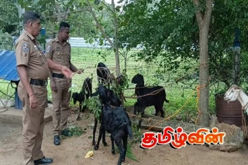 கிளிநொச்சியில் பல நாட்களாக ஆடுகளை திருடிய இளைஞர்கள் கைது