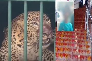 திருப்பதியில் 6 வயது சிறுமியை தாக்கி கொன்ற சிறுத்தை கூண்டில் சிக்கியது!