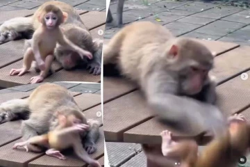 சட்டென்று சாய்ந்த குட்டி குரங்கு... நொடியில் காப்பாற்றிய தாய்! வைரல் காணொளி