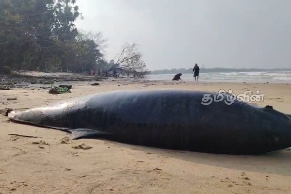 திருகோணமலை-உப்பாறு கடற்கரையில் இறந்த நிலையில் டொல்பின்! | Dolphin Found Dead On Upparu Beach