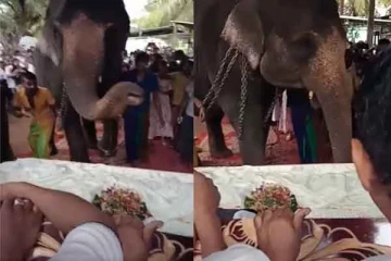 இலங்கையர்களை கண்கலங்க வைத்த யானை - மனிதர்களை வென்ற பாசம் (Video)