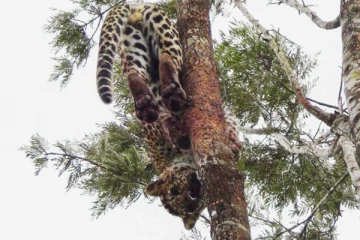 මද්දකට හසුවූ කදුකර කොටියාට සිදු වූ දේ...