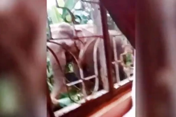 சமையல் அறைக்குள் தும்பிக்கையை நுழைத்த யானையால் பரபரப்பு