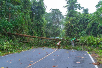 கொழும்பில் மற்றுமொரு மரம் முறிந்து விபத்து