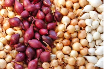 வெங்காயத்தின் உருவில் மீண்டும் பேராபத்து.. அமெரிக்காவில் பரவும் புதிய வைரஸ் தொற்று! வெளியான பகீர் தகவல்