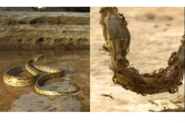 மலைப்பாம்பை உயிருடன் கடித்துக் கொன்ற எறும்புகள்- நடுங்கவைக்கும் வீடியோ!