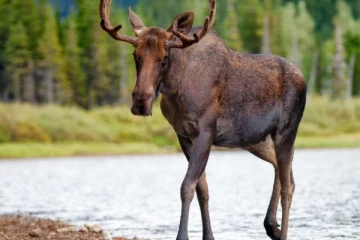 கனடாவில் வேட்டையாடியோருக்கு ஏற்பட்ட நிலைமை