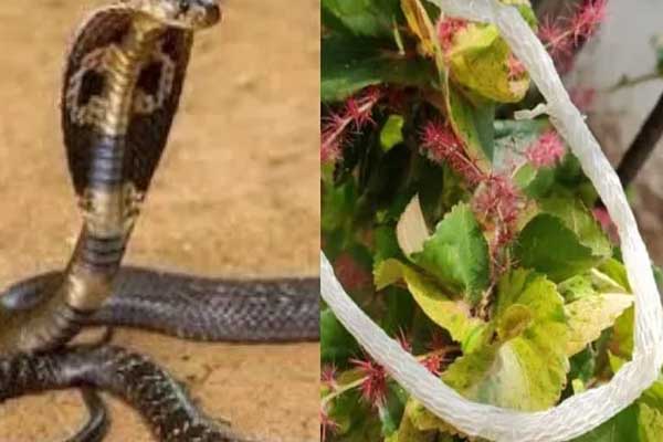 பாம்பு தன் தோலை உரிப்பது ஏன் தெரியுமா? | Why Snakes Remove Their Skin In Tamil
