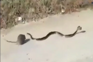 பிள்ளையைக் காப்பாற்ற அரங்கேறிய போராட்டம்... தலைதெறிக்க ஓடிய பாம்பு
