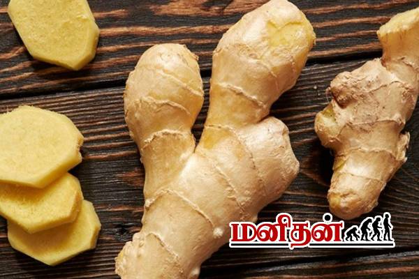 உடல் எடையை 2 வாரத்திலேயே குறைக்க, ஒரு துண்டு இஞ்சியை இப்படி பயன்படுத்துங்க...! | Benefits Of Ginger In Weight Loss And How