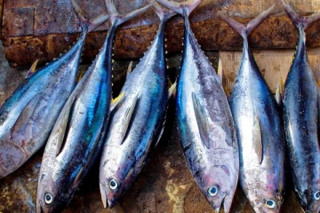 වෙළඳපොලේ මාළු මිලේ වැඩිවීමක්.. සිදුවී ඇති වෙනස..