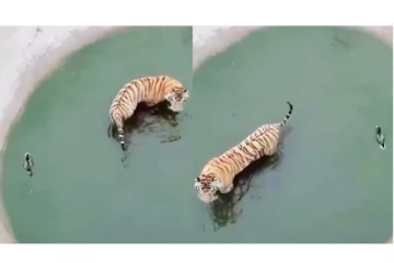 ‘என்னடா இது... ஓடிப்புடிச்சு விளையாட்டா இருக்கு...’ - பசியோடு நெருங்கி வந்த புலிக்கு தண்ணிக்காட்டிய வாத்துக்குஞ்சு!