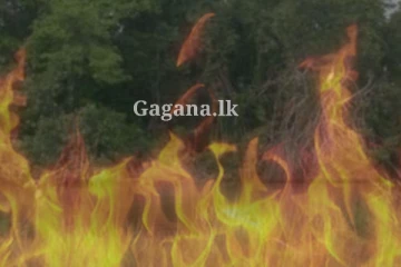 වියළි කාලගුණය ගෙනා අගතිය - හෙක්ටයාර 6000කට වැඩි ප්‍රමාණයක් විනාශ වෙලා..