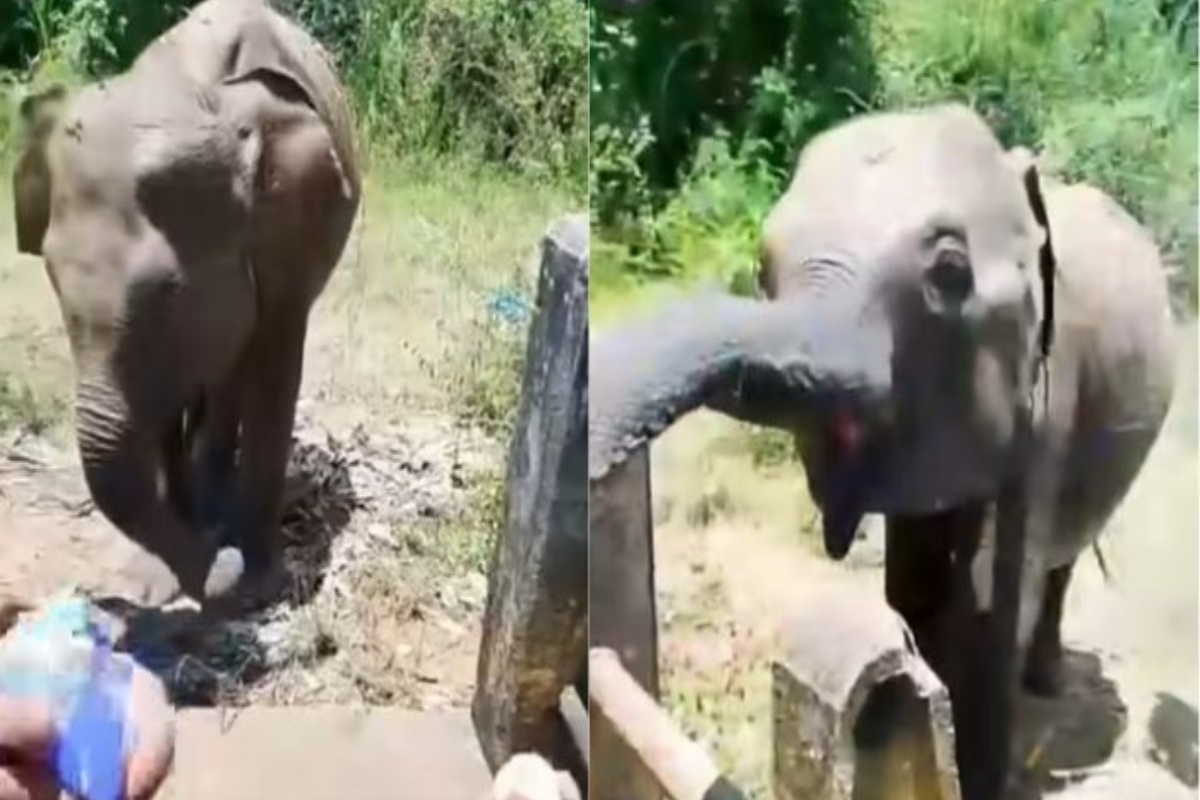யானைக் குட்டிகளுக்கு உணவளித்த இருவருக்கு நேர்ந்த கதி | Two Face Consequences After Feeding Elephant யானைக் குட்டிகளுக்கு உணவளித்த இருவருக்கு நேர்ந்த கதி | Two Face Consequences After Feeding Elephant