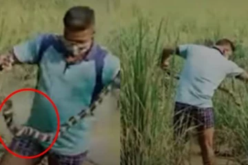 நெல் வயலில் இருந்த மீன்வலை! அதில் வந்து சிக்கிய ஆசியாவின் கொடிய விஷப்பாம்பு... ஒரு திக் திக் வீடியோ