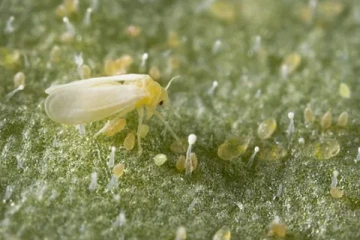 කහ පාටට පෙම් බැඳී සුදු මැස්සාගෙන් උන නොහිතපු දේ..