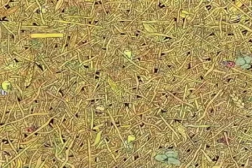 optical illusion: படத்தில் இருக்கும் சிறிய ஊசியை ஐந்து நொடிக்குள் கண்டுபிடிக்க முடியுமா?