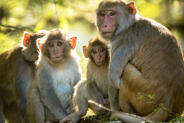 இலங்கை குரங்குகள் சீனாவுக்கு; ஆராய விசேட குழு நியமனம் | Sri Lankan Monkeys To China Committee Investigate