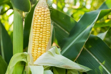 மக்காச் சோளத்தினை அதிகளவு சாப்பிடுவதனால் இந்த பக்கவிளைவுகளை ஏற்படுத்துமாம்! உஷாரா இருங்க