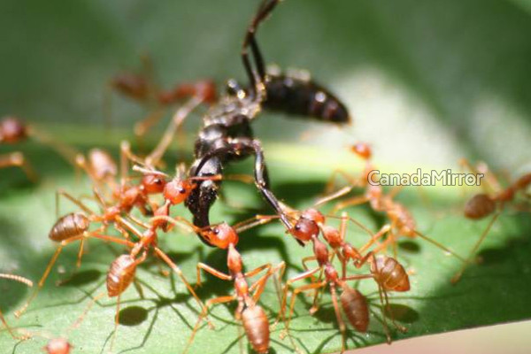 உலகையே மிரட்டும் எறுப்புகள் தொடர்பில் வெளியான அதிர்ச்சி தகவல் | A Shocking Report On The Ants