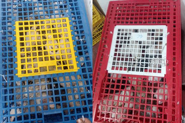 இந்தியாவிலிருந்து கடத்தப்பட்ட விலை உயர்ந்த புறாக்களுடன் நெடுந்தீவில் மூவர் கைது! | 3 Arrested In Delft With Expensive Pigeons