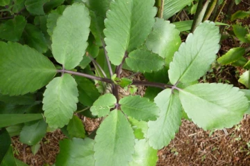 අක්කපාන මෙතරම් ගුණයි කියා ඔබ සිතුවාද..?