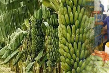 අපේ කෙසෙල් නිසා ඇඹුල් වෙන ඩුබායි වෙළඳපොළ