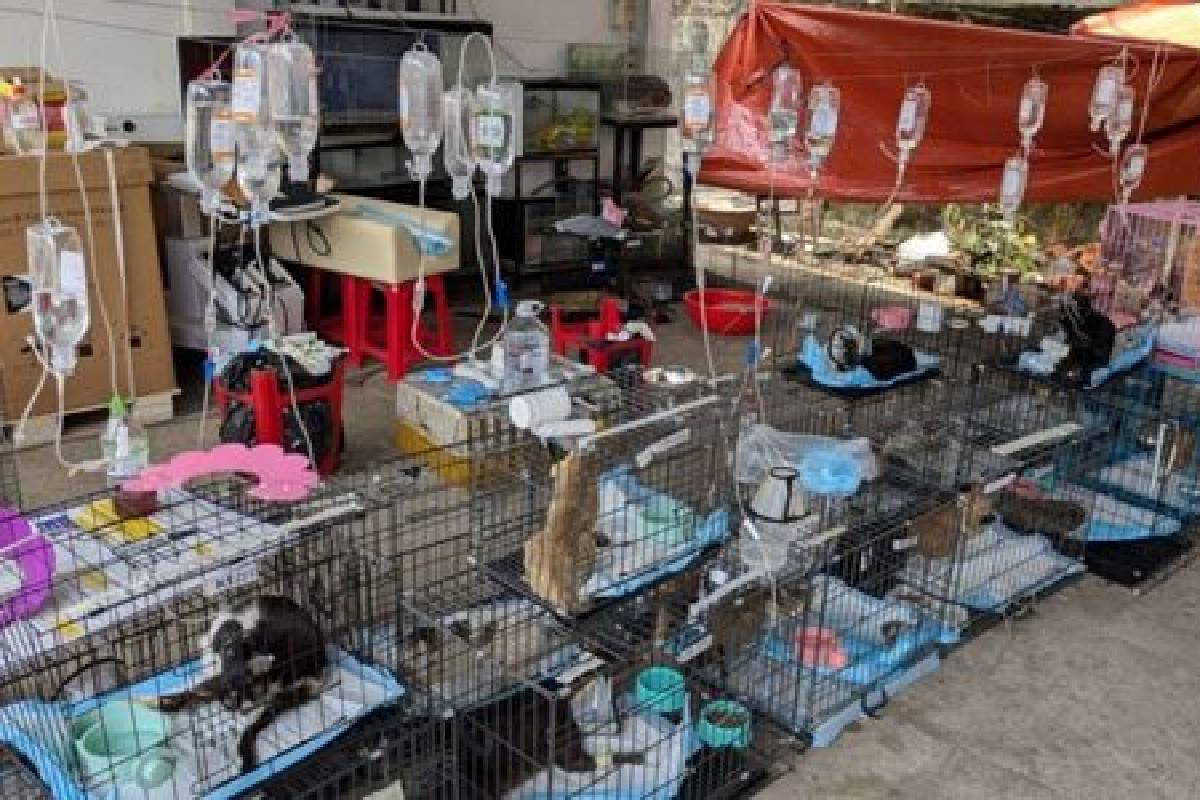 வியட்நாமில் சட்டவிரோத பூனை இறைச்சி விற்பனை கும்பல் கைது | Gang Selling Illegal Cat Meat Arrested In Vietnam