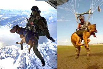 நாய்களை பாராசூட்டில் கட்டி பறக்கவிடும் ரஷ்ய இராணுவம்! வைரலாகும்  வீடியோ