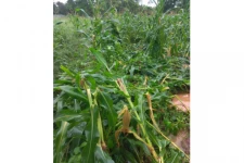 திருகோணமலையில் ஒரே நாளில் ஒரே குடும்பத்தைச் சேர்ந்தவர்களின் சேனை பயிர்ச்செய்கையை அழித்த யானை